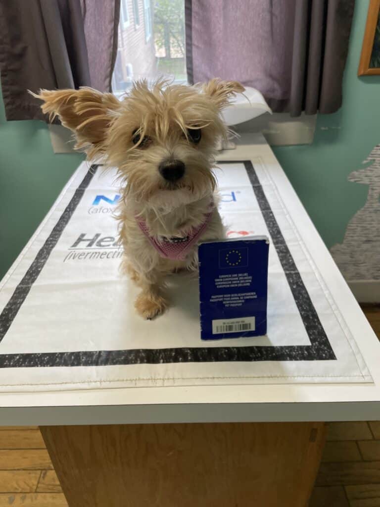Sheila at the vet with her European Pet Passport