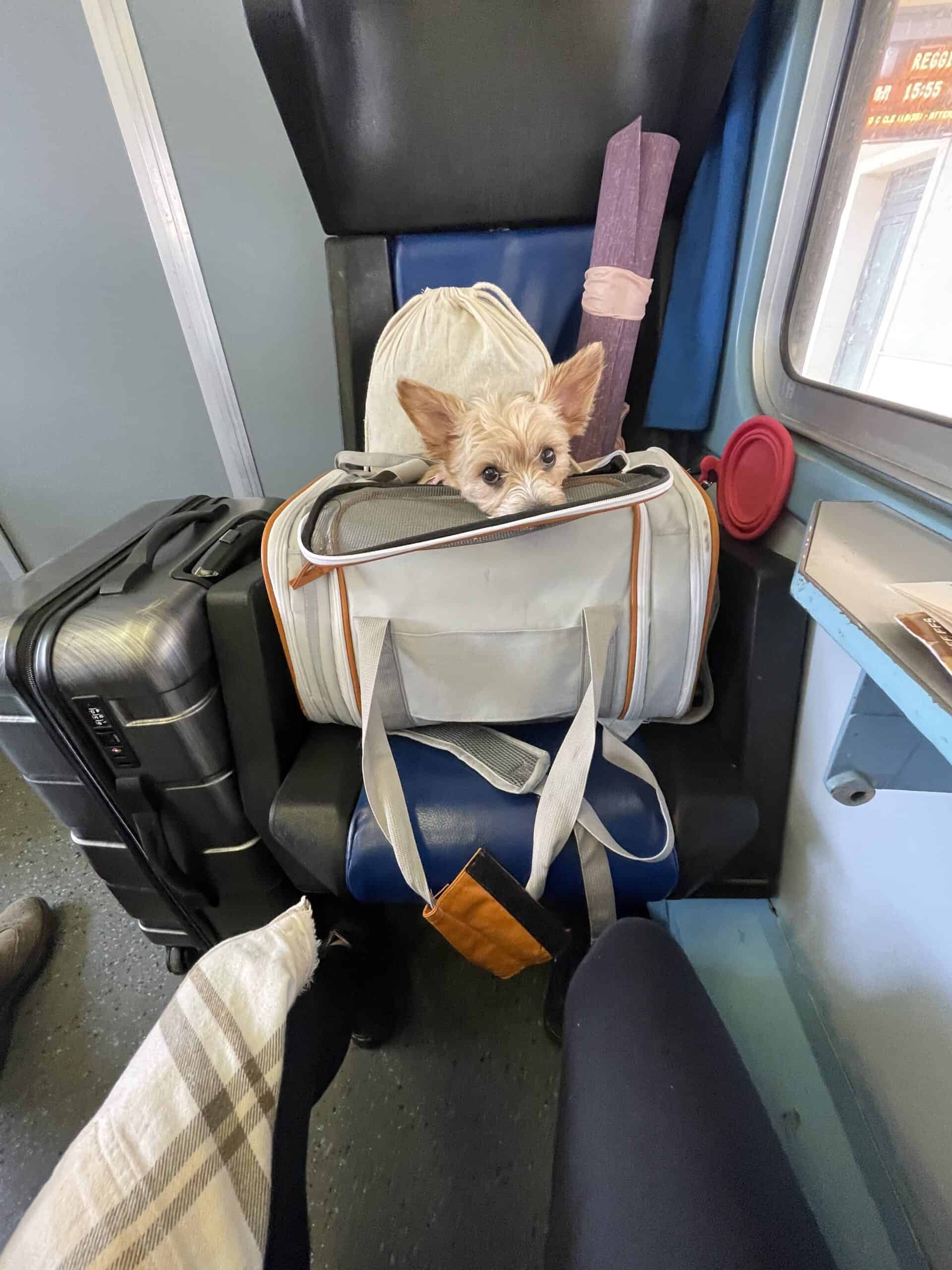 Sheila resting in her bag on Trenitalia as we traveled through Italy 