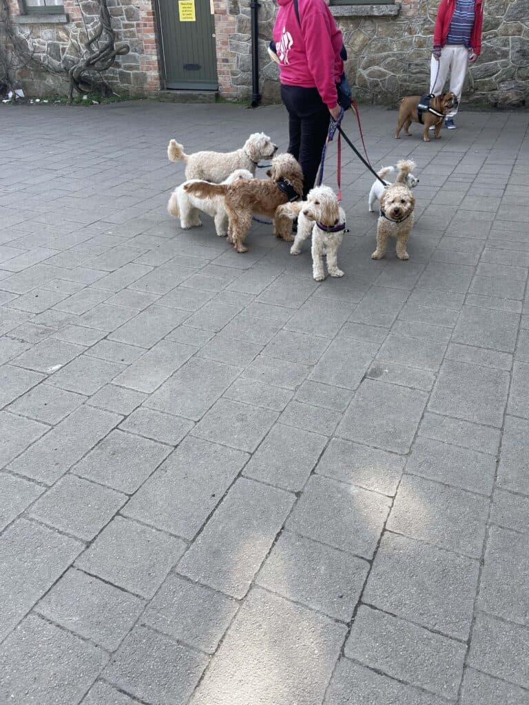 A group of curly dogs on the cobblestone area of Marlay Park, a dog park in Dublin