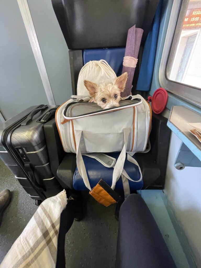 Essential Small Dog Travel Accessories: My Top 14 Picks for Stress-Free Dog Travel in Europe