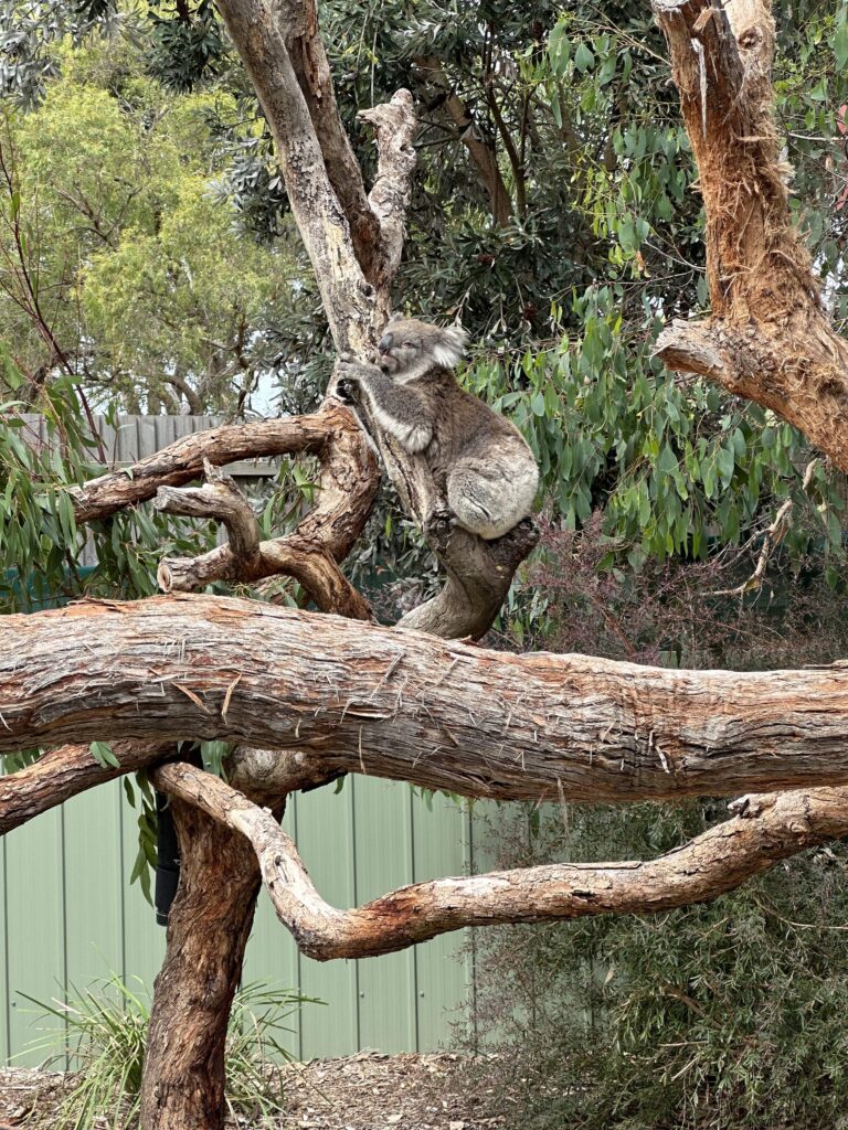 A koala hugging a tree near Phillip Island