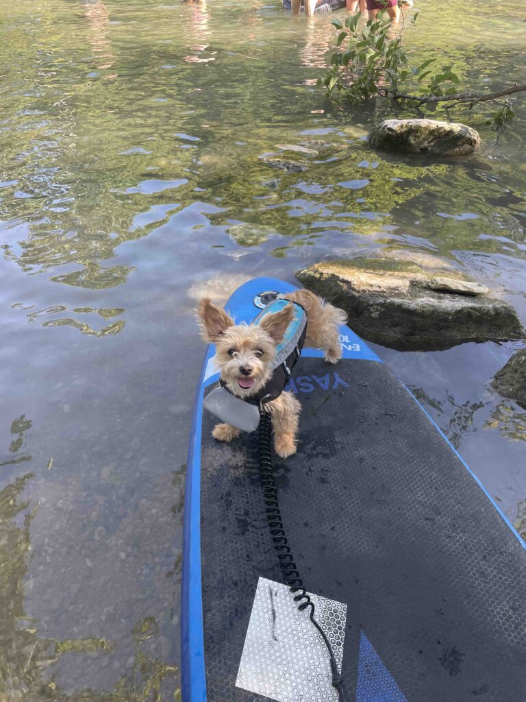 Paddleboarding with Your Dog in Austin, TX