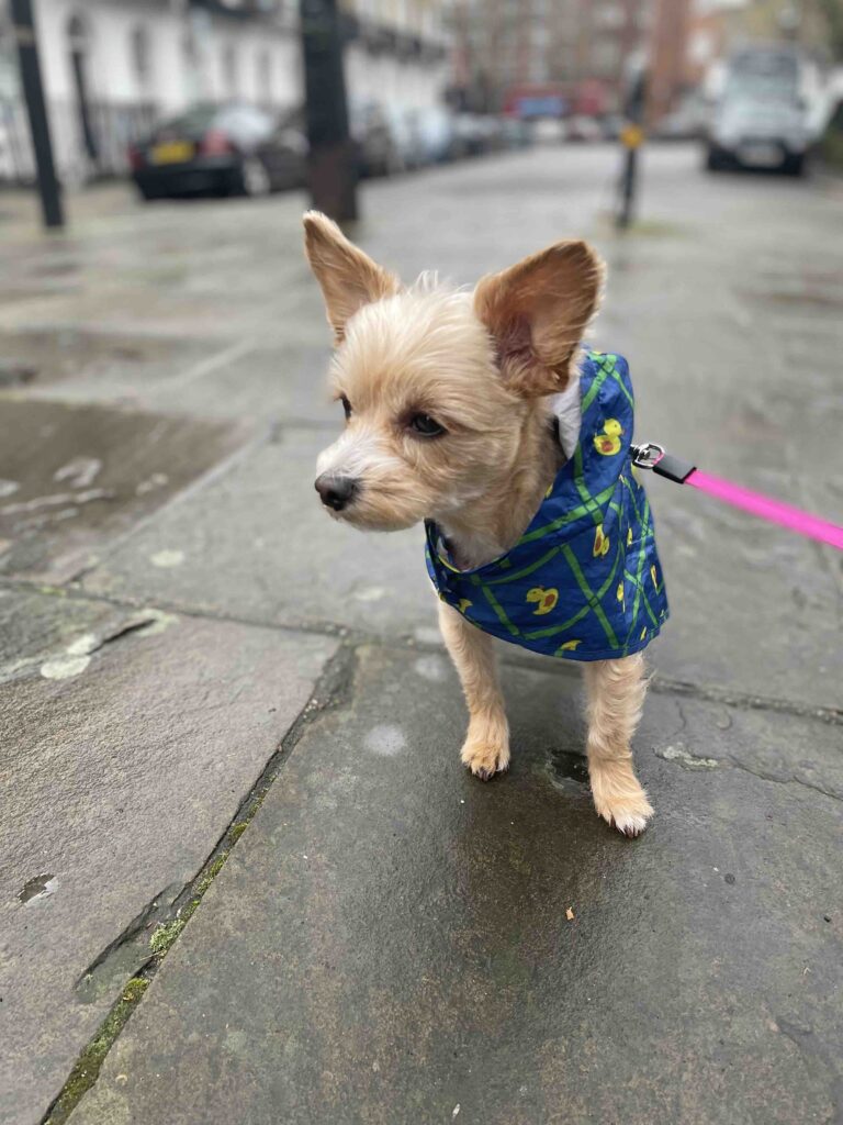 Moving to England with Your Dog- Sheila in her rain jacket in England.